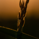 Things to Do in Naperville