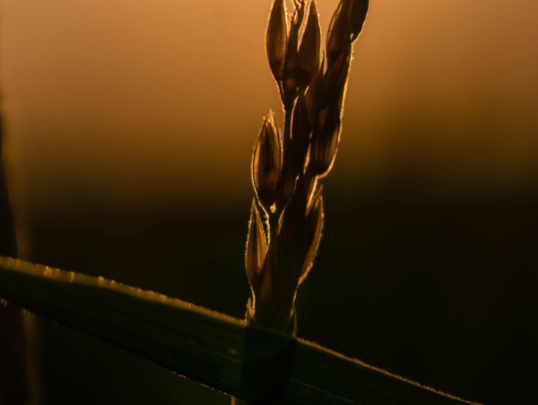 Things to Do in Naperville