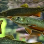 Things to Do in Waukegan