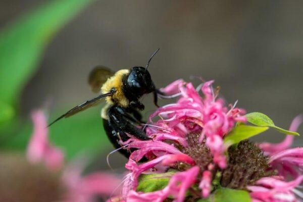 Why Buying Queen Bees in Illinois Can Improve Your Hive