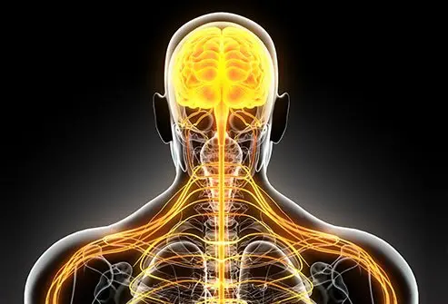 Multiple Sclerosis Symptoms – Early Nerve Problems Explained Simply